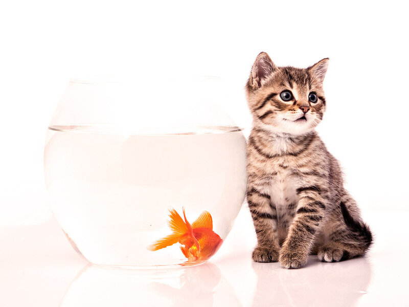 Tabby Kitten with Goldfish