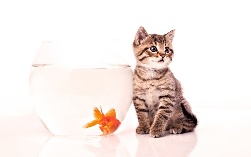 Tabby Kitten with Goldfish — White