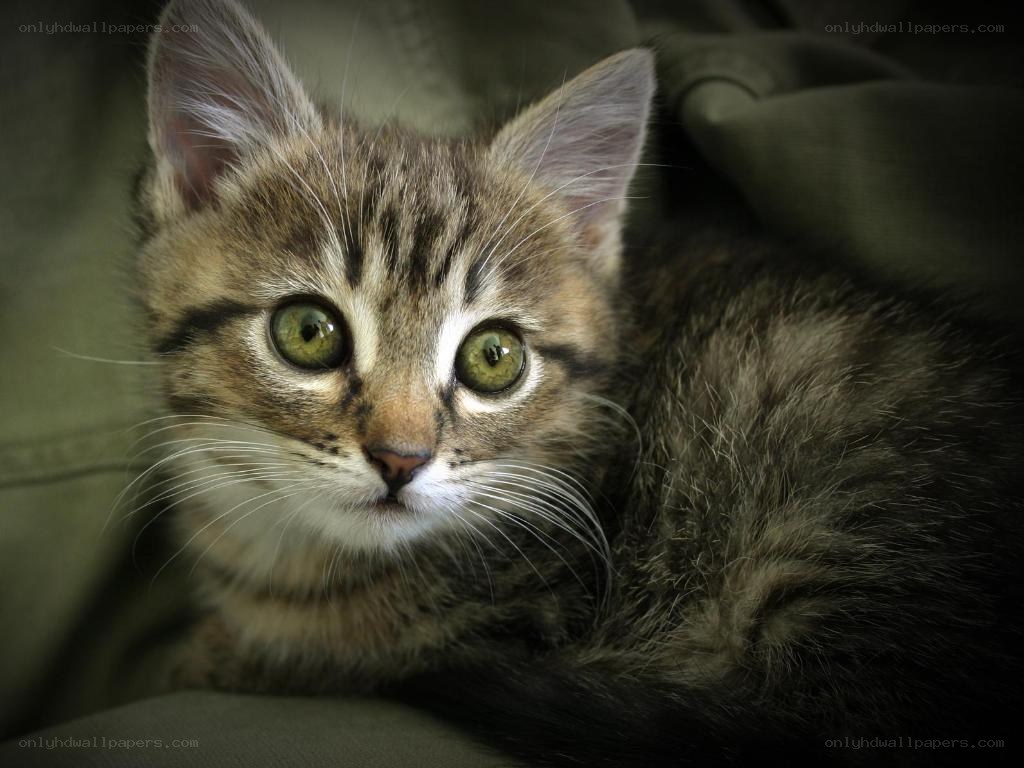 tabby kitten with green eyes