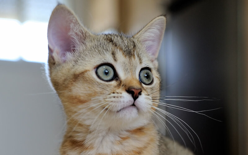 Tabby Kitten with Green Eyes — Brown, Curious, Morning