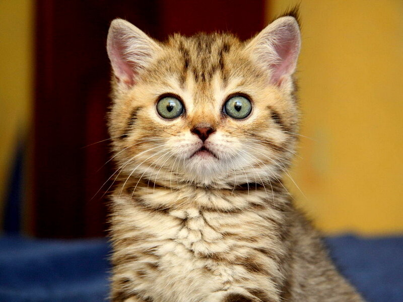 Tabby Kitten with Green Eyes — Brown, Curious