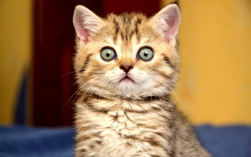 Tabby Kitten with Green Eyes — Brown