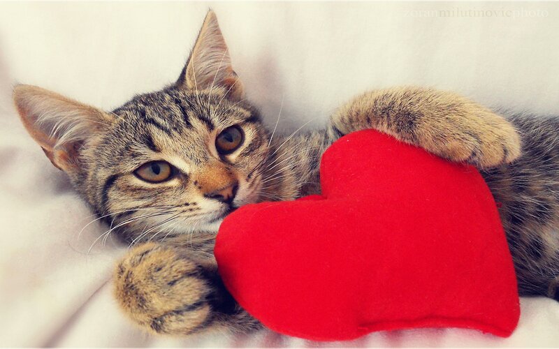 Tabby Kitten with Heart