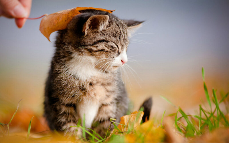 Tabby Kitten with Leaf