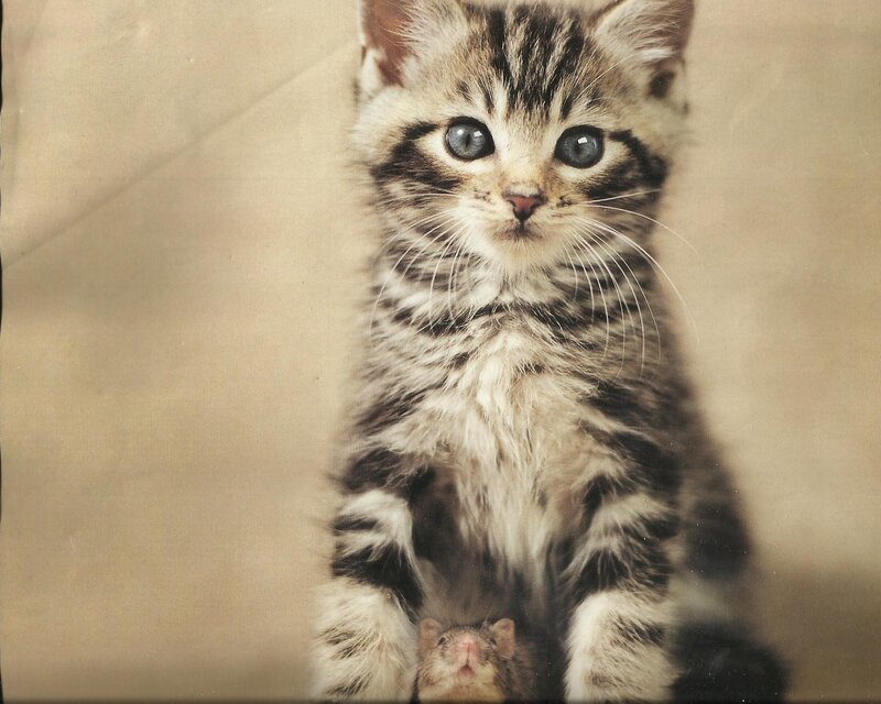 Tabby Kitten with Mouse