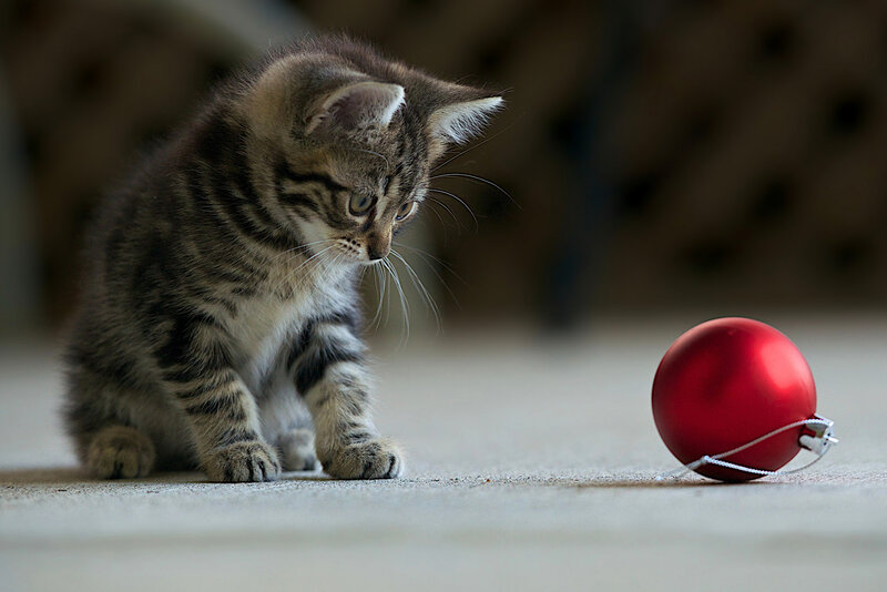 Tabby Kitten with Ornament — Gray