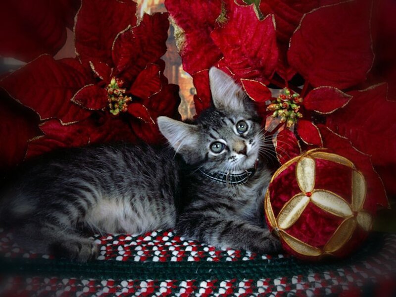 Tabby Kitten with Ornament — Red, Festive, Winter, Photograph