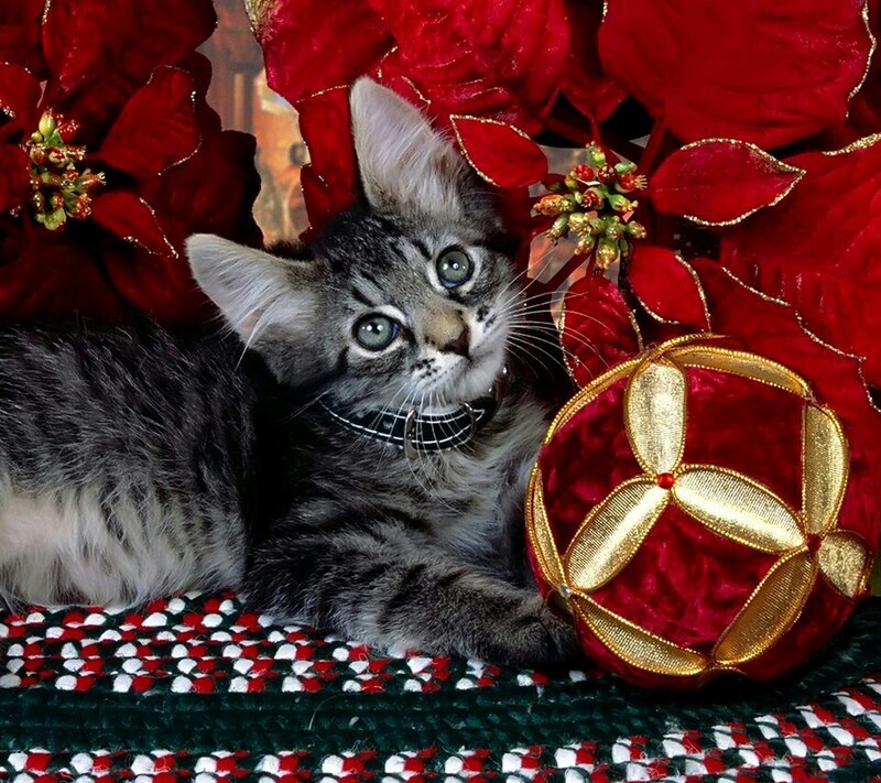 Tabby Kitten with Ornament — Red, Festive, Winter