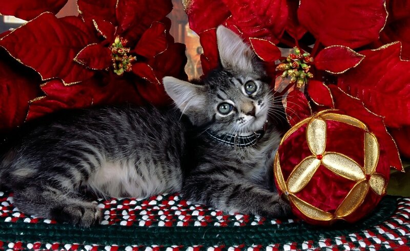 Tabby Kitten with Ornament — Red