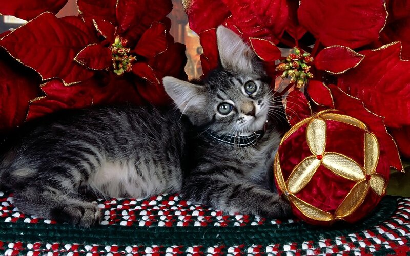 Tabby Kitten with Ornament