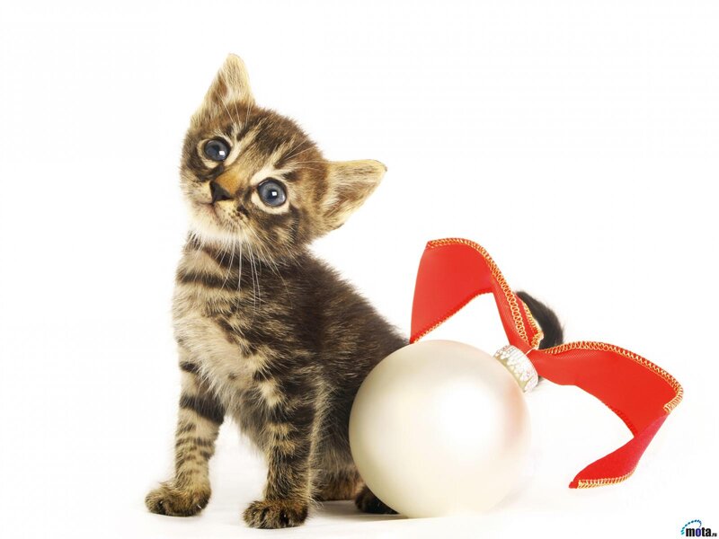 Tabby Kitten with Ornament — White