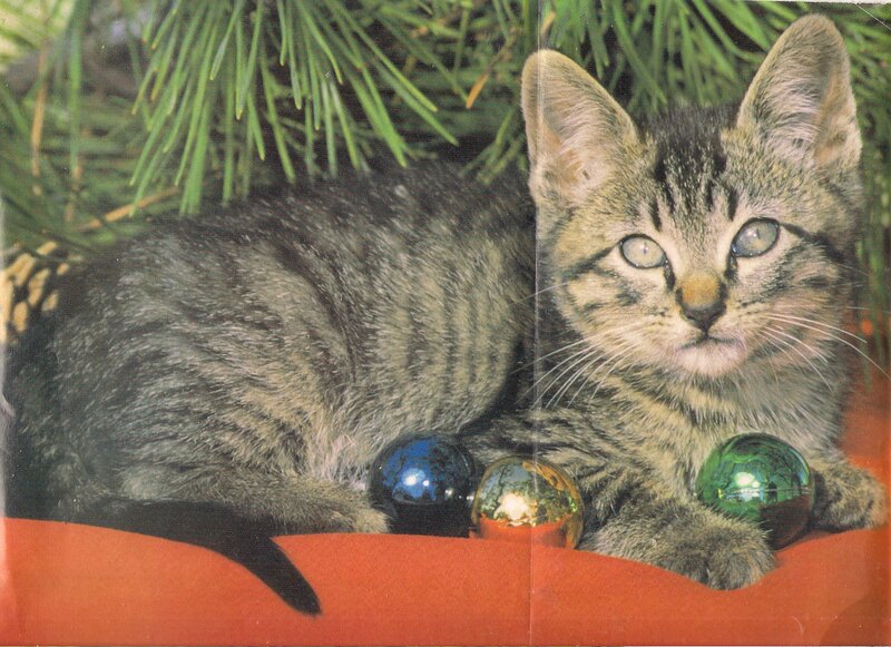 Tabby Kitten with Ornaments