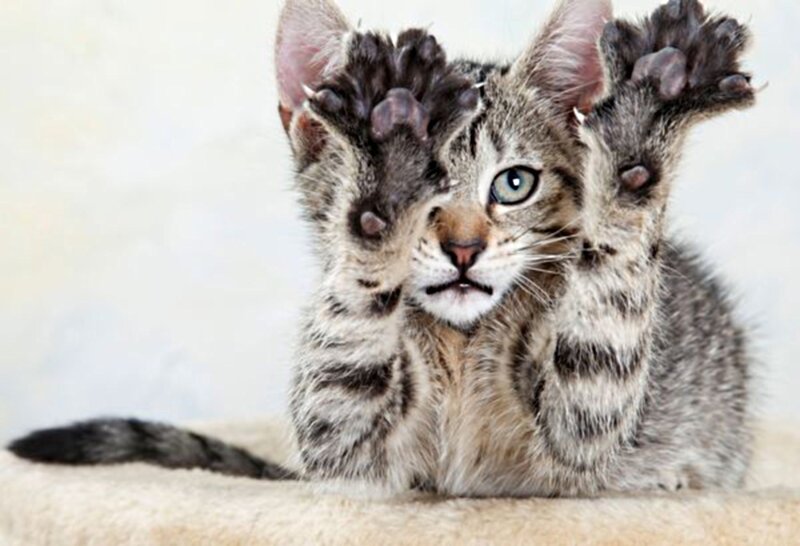 Tabby Kitten with Paws Up — Gray