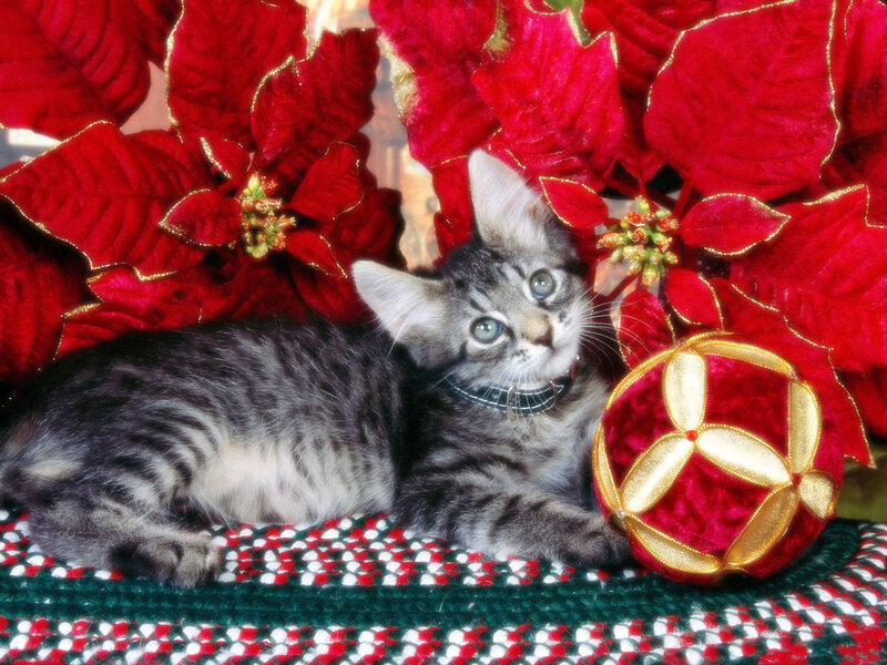 Tabby Kitten with Poinsettia