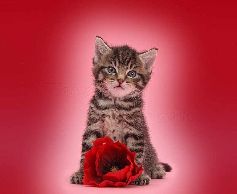 Tabby Kitten with Poppy