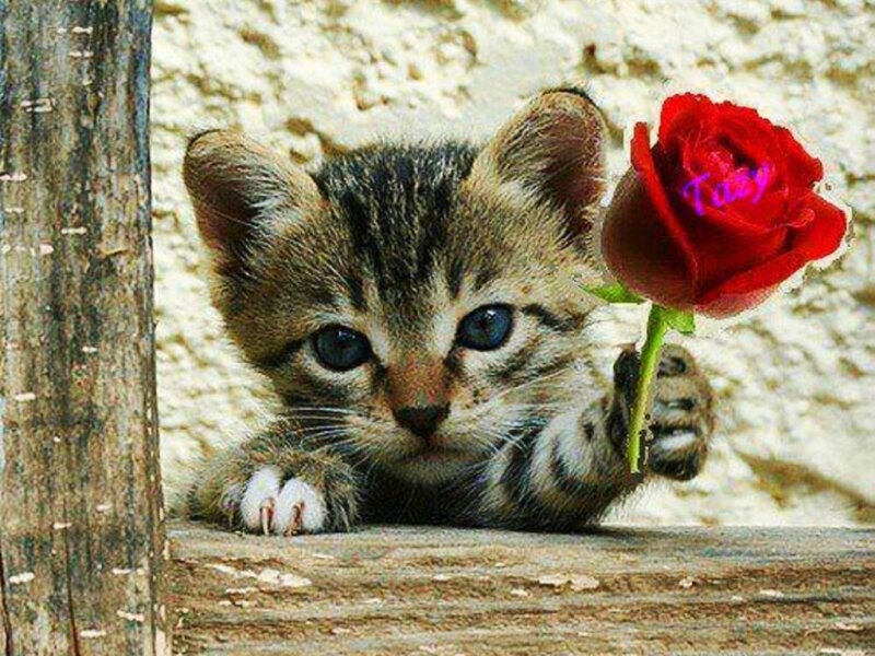 Tabby Kitten with Rose — Brown, Calm