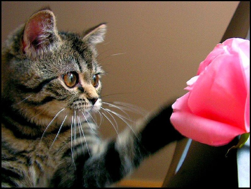 Tabby Kitten with Rose — Brown