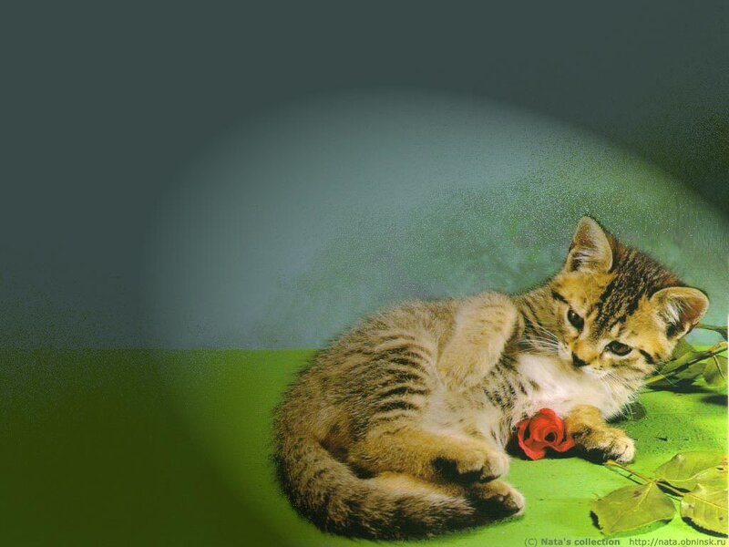 Tabby Kitten with Rose