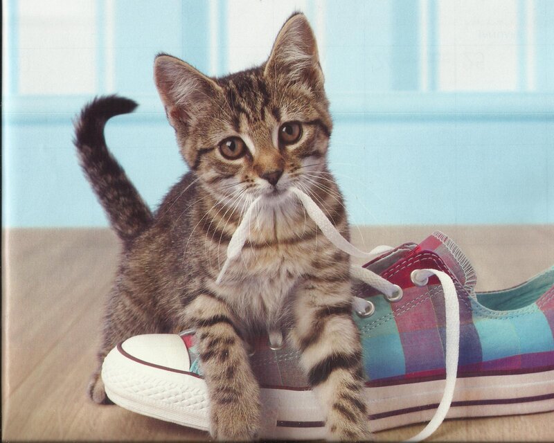 Tabby Kitten with Shoe