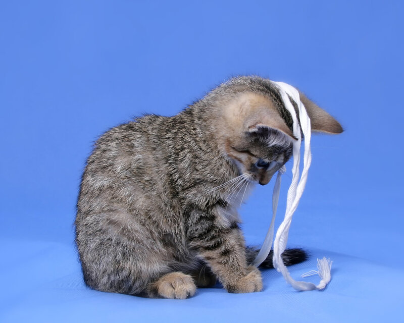 Tabby Kitten with String