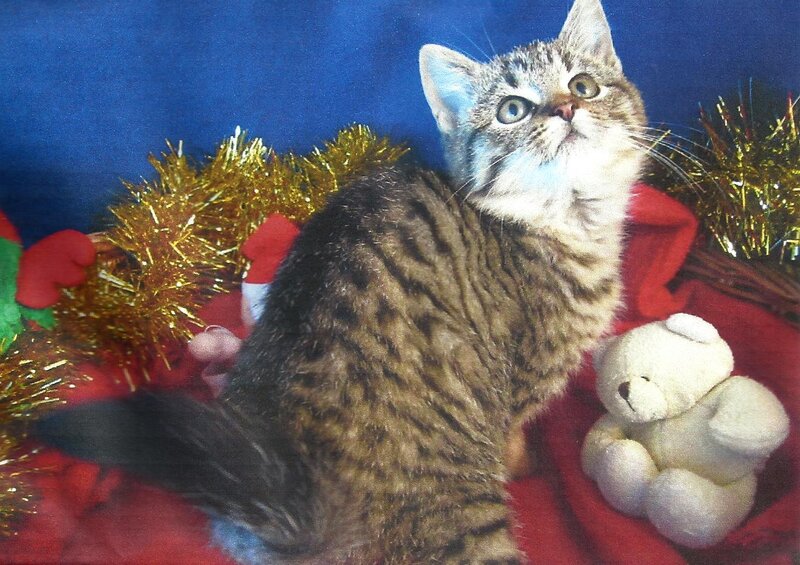 Tabby Kitten with Teddy Bear