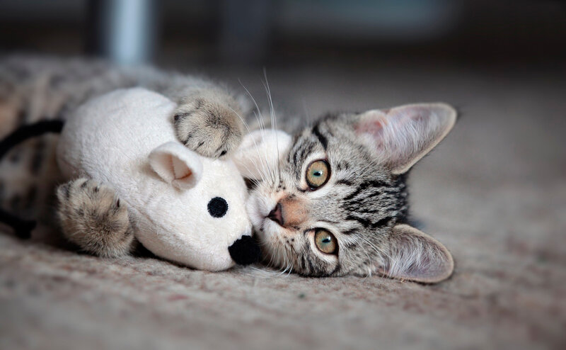 Tabby Kitten with Toy — Gray