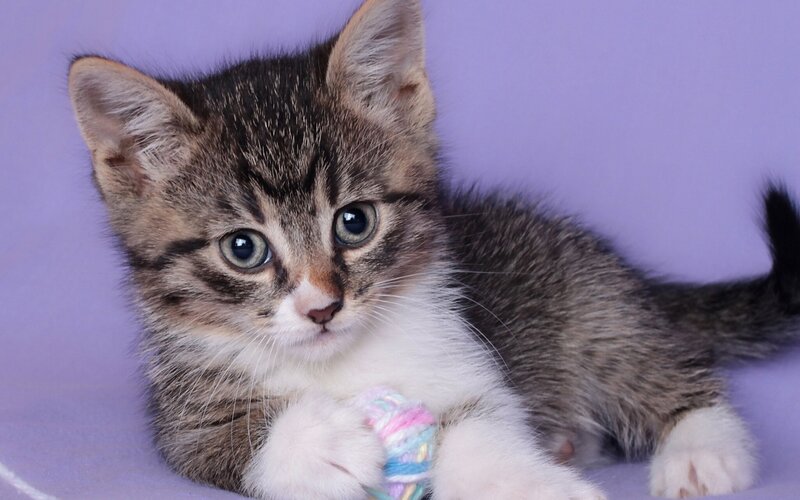Tabby Kitten with Toy — Purple