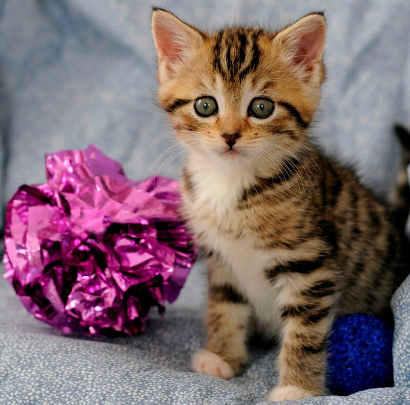 Tabby Kitten with Toys — Brown