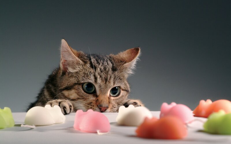Tabby Kitten with Toys — Gray, Curious