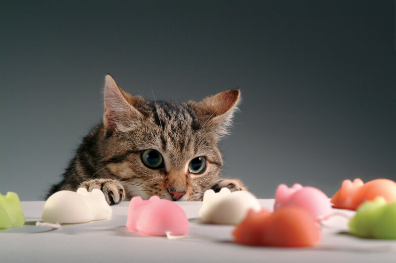 Tabby Kitten with Toys — Gray