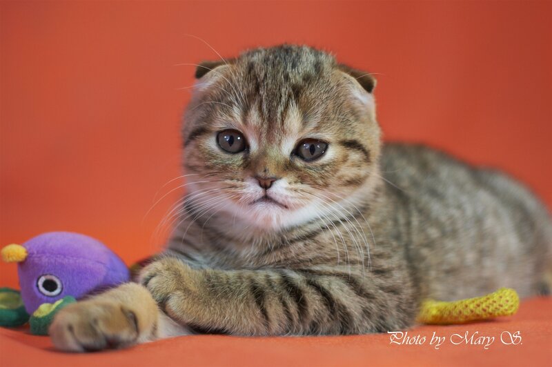 Tabby Kitten with Toys