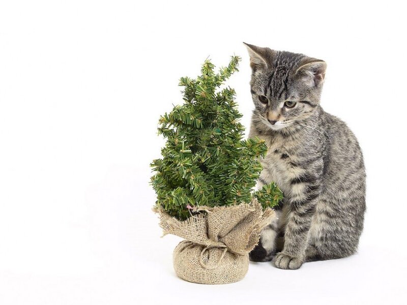 Tabby Kitten with Tree