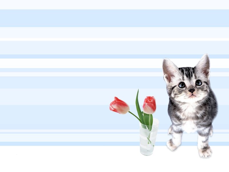 Tabby Kitten with Tulips
