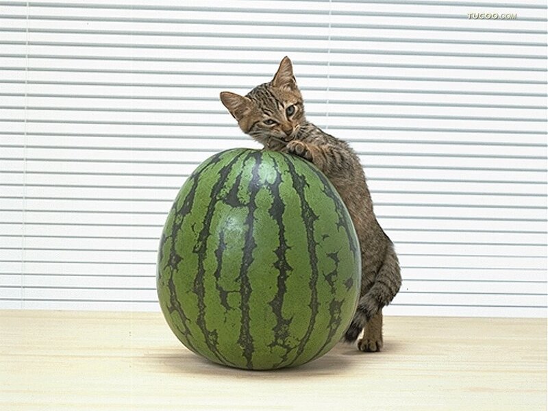Tabby Kitten with Watermelon