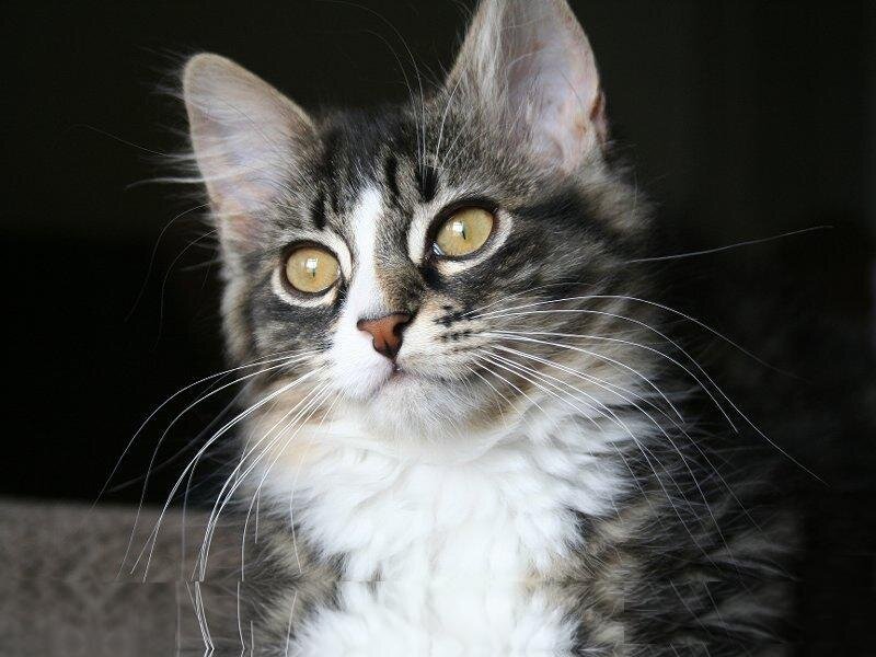 Tabby Kitten with White Chest
