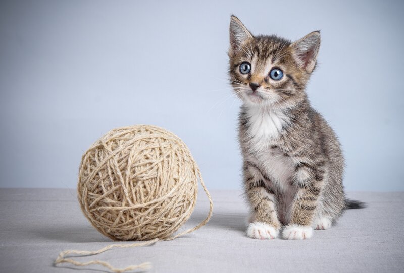 Tabby Kitten with Yarn — Gray
