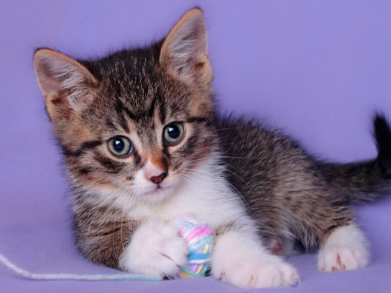 Tabby Kitten with Yarn — Purple