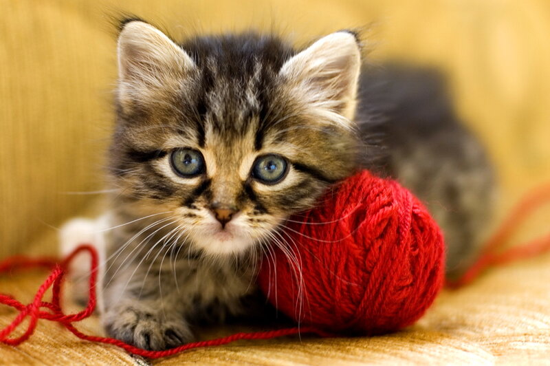 Tabby Kitten with Yarn — Red
