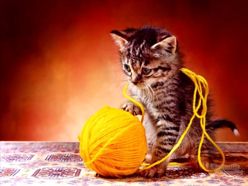 Tabby Kitten with Yarn