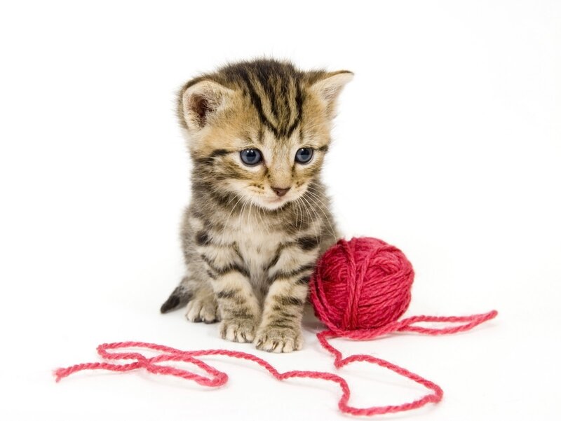 Tabby Kitten with Yarn — White