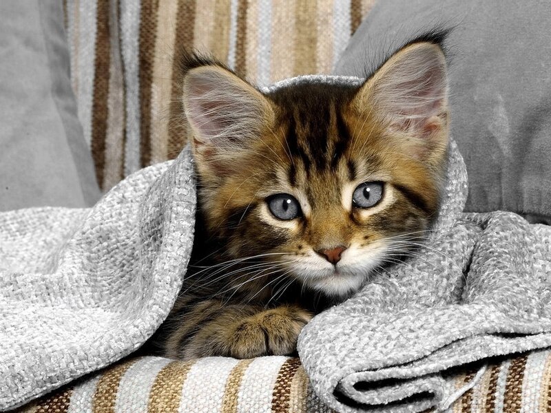 Tabby Kitten Wrapped in Blanket