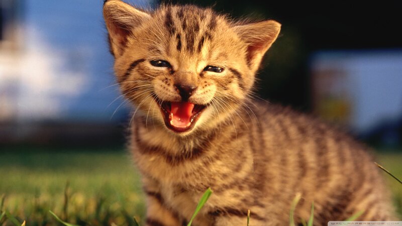Tabby Kitten Yawning — Brown, Calm, Afternoon