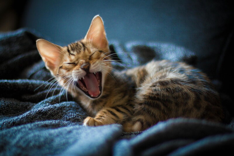 Tabby Kitten Yawning — Brown, Calm, Photograph