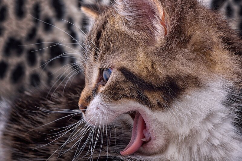 Tabby Kitten Yawning — Brown, Calm
