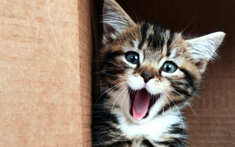 Tabby Kitten Yawning — Brown, Curious