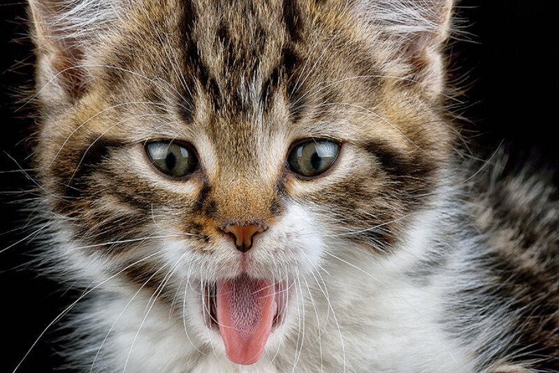 Tabby Kitten Yawning — Brown, Neutral