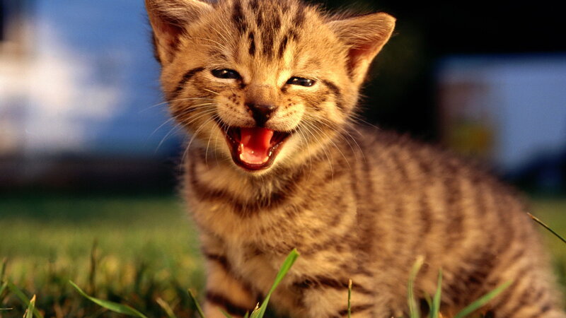 Tabby Kitten Yawning — Brown, Playful, Afternoon