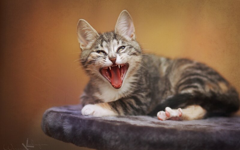 Tabby Kitten Yawning — Brown, Playful, Photograph