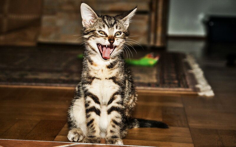 Tabby Kitten Yawning — Brown, Playful