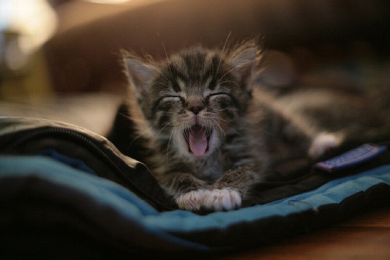 Tabby Kitten Yawning — Brown